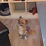 animal, brown_dog, cozy, curious, cute, decor, dog, domestic, floor, fluffy, furniture, glass, home, indoor, pet, shelving_unit, small_dog, tagine_pot, white_shelves, wooden_floor