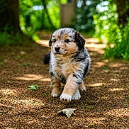Aïko participe au concours pour gagner de l'argent avec cette photo : puppy, dog, walking, forest, path, nature, trees, greenery, sunlight, outdoor, animal, cute, fur, young, pet, daylight, leaf, ground, exploration, adorable