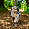 puppy, dog, walking, forest, path, nature, trees, greenery, sunlight, outdoor, animal, cute, fur, young, pet, daylight, leaf, ground, exploration, adorable
