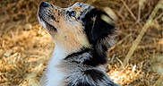 Aïko a rejoint le concours — aidez-le/la à gagner de superbes lots ! puppy, dog, animal, outdoor, nature, grass, brown, black, white, fur, cute, young, pet, looking_up, sunlight, adorable, side_view, portrait, wild, curious