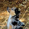 puppy, dog, animal, outdoor, nature, grass, brown, black, white, fur, cute, young, pet, looking_up, sunlight, adorable, side_view, portrait, wild, curious