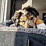 Aïko a rejoint le concours — aidez-le/la à gagner de superbes lots ! puppy, dog, indoor, blanket, couch, window, sunlight, relaxed, closeup, fur, cute, laying_down, pet, domestic_animal, cozy, home, resting, animal, soft_texture, comfort