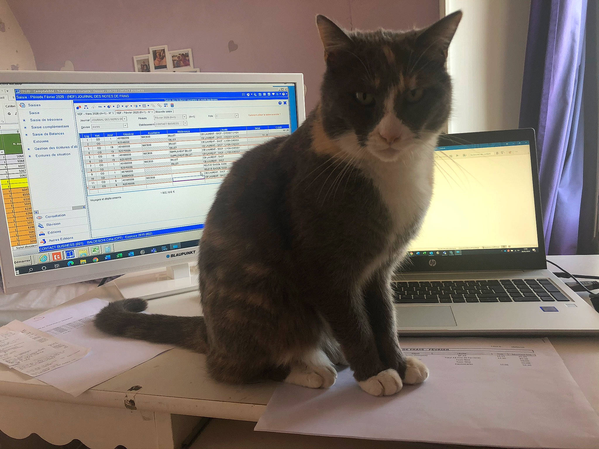 Misty a rejoint le concours — aidez-le/la à gagner de superbes lots ! carnivore, cat, computer, computer_desk, computer_keyboard, curtain, desk, felidae, gadget, input_device, laptop, netbook, office_equipment, output_device, peripheral, personal_computer, space_bar, table, touchpad, whiskers