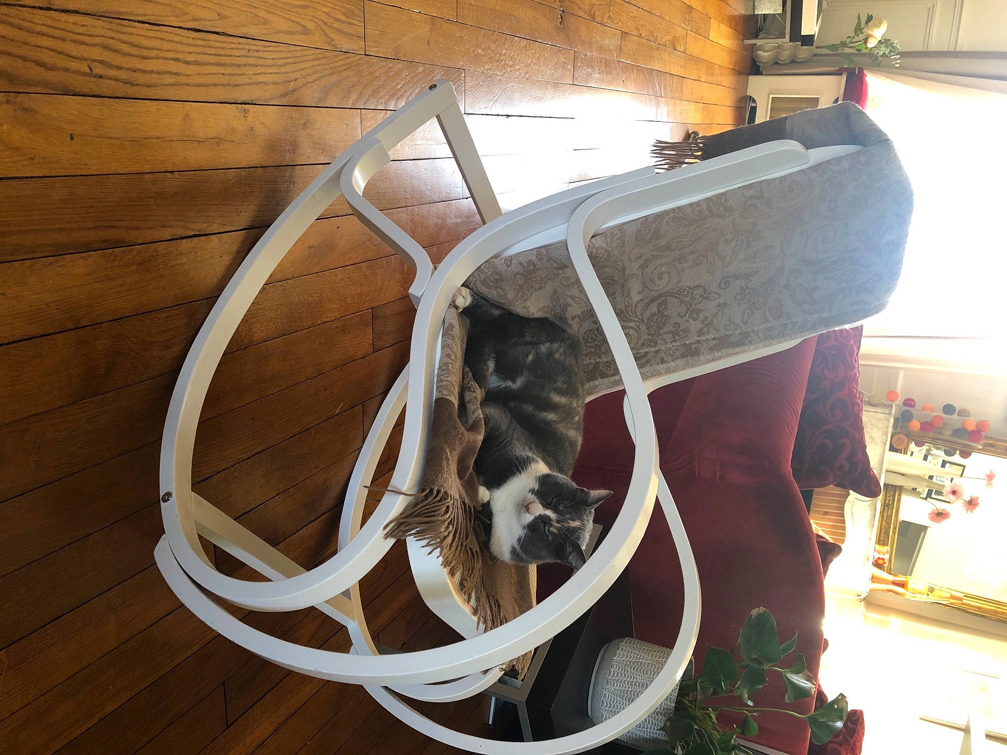 Misty participe au concours pour gagner de l'argent avec cette photo : auto_part, circle, electrical_wiring, event, fur, hardwood, metal, natural_material, plant, plywood, room, terrestrial_animal, wood, wood_stain