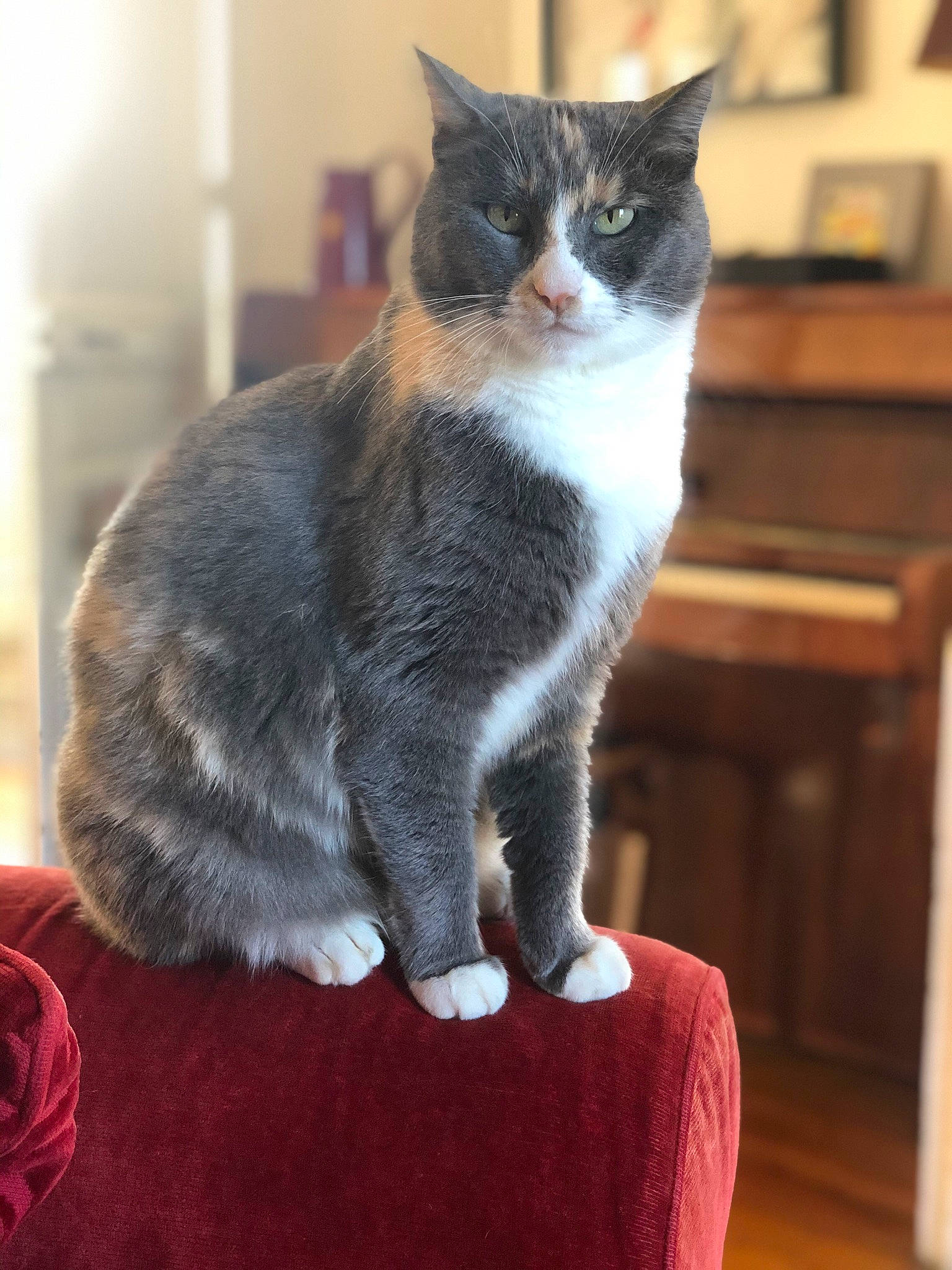 Misty participe au concours pour gagner de l'argent avec cette photo : carnivore, cat, cat_furniture, cat_supply, comfort, domestic_short_haired_cat, felidae, fur, grey, hardwood, paw, petal, sitting, small_to_medium_sized_cats, snout, tail, whiskers, wood