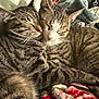 Nugget And Noodle is registered to the contest to win money with this photo: cat, tabby, sleeping, snuggling, pets, feline, fur, whiskers, close_up, cozy, blanket, indoor, resting, cute, animal, companion, domestic, friendship, warm, relaxation