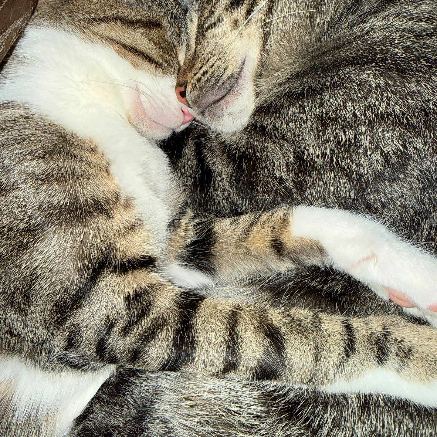 Nugget And Noodle is registered to the contest to win money with this photo: animal, cat, close_up, companions, cozy, cuddle, cute, domestic_animal, friendship, fur, indoor, peaceful, pet, resting, sleeping, snuggle, soft, tabby, two_animals, whiskers