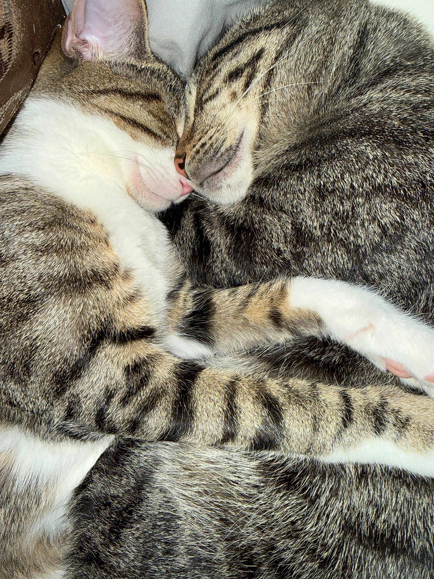 Nugget And Noodle is registered to the contest to win money with this photo: cat, tabby, sleeping, cuddle, snuggle, fur, whiskers, pet, animal, domestic_animal, close_up, two_animals, cozy, companions, resting, soft, cute, indoor, friendship, peaceful