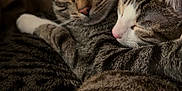 Nugget And Noodle joined the competition — help win amazing prizes! cat, tabby_cat, sleeping, snuggling, cozy, pet, fur, whiskers, close_up, indoor, relaxing, cute, animal, friendship, comfort, domestic_cat, mammal, two_animals, resting, warm