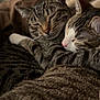 cat, tabby_cat, sleeping, snuggling, cozy, pet, fur, whiskers, close_up, indoor, relaxing, cute, animal, friendship, comfort, domestic_cat, mammal, two_animals, resting, warm