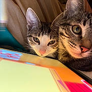 Nugget And Noodle joined the competition — help win amazing prizes! cat, tabby_cat, close_up, tablet, screen, indoor, curious, pet, animal, feline, whiskers, ears, eyes, face, technology, light, reflection, cozy, soft, companions