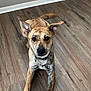 dog, brindle, floor, wood_floor, indoor, pet, canine, ears, collar, looking, lying_down, curious, brown, black, white, animal, domestic_animal, friendly, paw, close_up