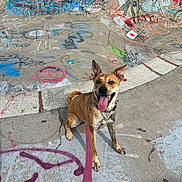 Bean is registered to the contest to win money with this photo: art, background, canine, colorful, concrete, daylight, dog, ears_up, graffiti, happy, leash, outdoor, park, pet, playful, skatepark, smiling, street_art, tongue_out, urban