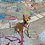 art, background, canine, colorful, concrete, daylight, dog, ears_up, graffiti, happy, leash, outdoor, park, pet, playful, skatepark, smiling, street_art, tongue_out, urban