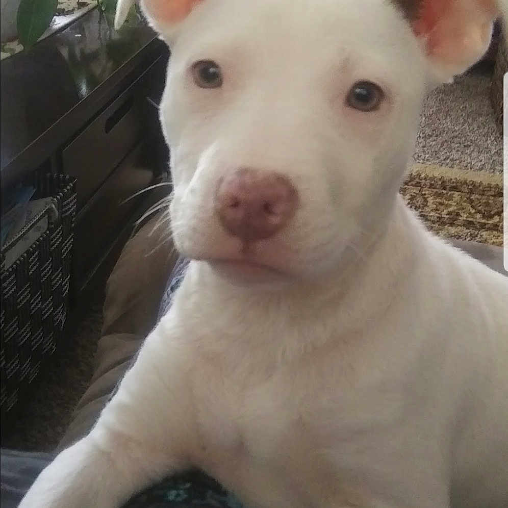 Khole joined the competition — help win amazing prizes! bull_and_terrier, bull_terrier, bull_terrier_miniature, carnivore, companion_dog, dog, dog_breed, ear, english_white_terrier, fawn, flowerpot, gull_terr, houseplant, old_english_terrier, plant, snout, terrestrial_animal, throat, whiskers, working_animal