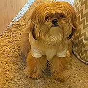 Rocky is registered to the contest to win money with this photo: dog, fluffy, beige_carpet, white_shirt, zigzag_pattern, cushion, indoor, pet, cute, small_dog, fur, sitting, looking, brown, adorable, animal, companion, relaxed, home, portrait