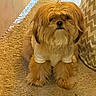dog, fluffy, beige_carpet, white_shirt, zigzag_pattern, cushion, indoor, pet, cute, small_dog, fur, sitting, looking, brown, adorable, animal, companion, relaxed, home, portrait