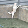 dog, standing, backyard, grass, concrete_wall, curious, pet, animal, outdoor, fence, white_dog, canine, looking, alert, yard, domestic_animal, playful, watching, mammal, nature