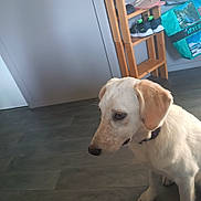 Wayatt a rejoint le concours — aidez-le/la à gagner de superbes lots ! dog, indoor, floor, wooden_furniture, shoes, collar, light_colored_dog, curious, pet, animal, side_view, quiet, waiting, room, home, flooring, domestic, canine, looking, calm