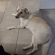 Wayatt participe au concours pour gagner de l'argent avec cette photo : animal, cabinet, calm, canine, companion, cream, curious, dog, domestic, door, floor, fur, house, indoor, looking_back, lying_down, pet, resting, tile_floor, white