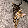 cat, bengal_cat, pet, indoor, carpet, toy, playful, animal, feline, striped, spotted, whiskers, ears, tail, paws, curious, close_up, domestic_animal, cute, alert