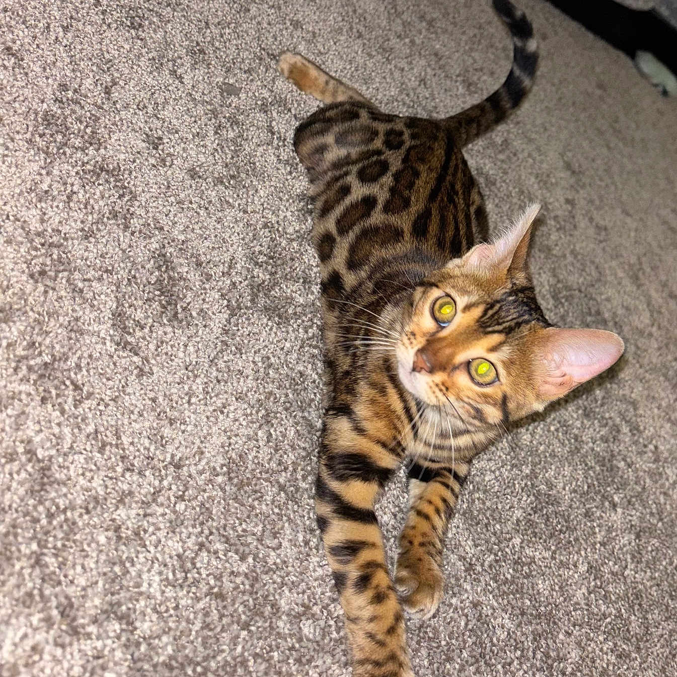 Miko