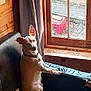 Jack Jack is registered to the contest to win money with this photo: dog, couch, window, curtain, wooden_wall, collar, indoor, pet, sitting, looking_out, bench, tail, ears_up, light, shadow, furniture, home, resting, domestic_animal, cozy