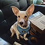 Jack Jack joined the competition — help win amazing prizes! dog, puppy, blue_harness, black_chair, cardboard_box, blue_tape, indoor, curtain, window, pet, animal, small_dog, ears, sitting, looking, curious, domestic, household, furniture, background_dog