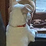 dog, white_dog, collar, window, indoor, curious, pet, animal, two_dogs, brown_dog, looking_out, furniture, domestic, house, blurry, back_view, ears, tail, floor, light