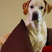 Sir Neo Newman is registered to the contest to win money with this photo: animal, brown_pillow, canine, companion, couch, dog, domestic, ears, eyes, face, fur, furniture, home, indoor, looking, nose, pet, portrait, relaxed, sitting