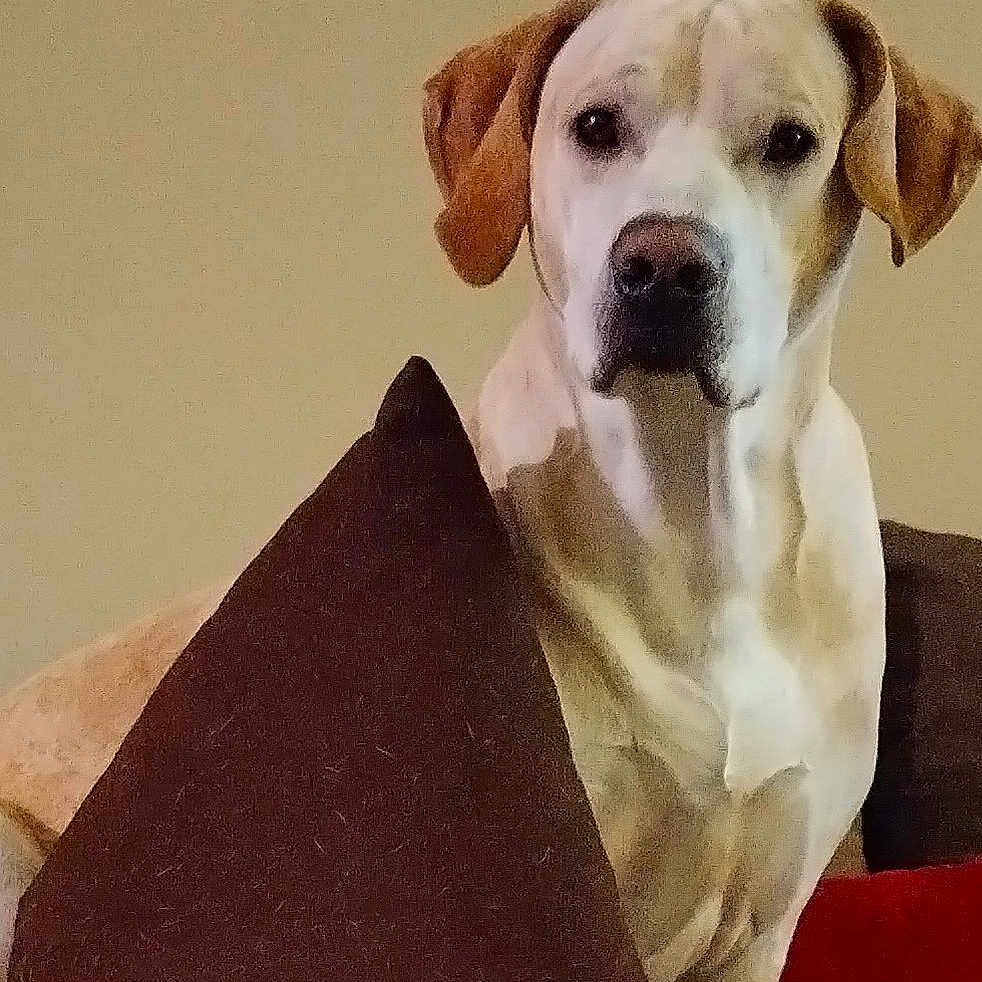 Sir Neo Newman is registered to the contest to win money with this photo: animal, brown_pillow, canine, companion, couch, dog, domestic, ears, eyes, face, fur, furniture, home, indoor, looking, nose, pet, portrait, relaxed, sitting