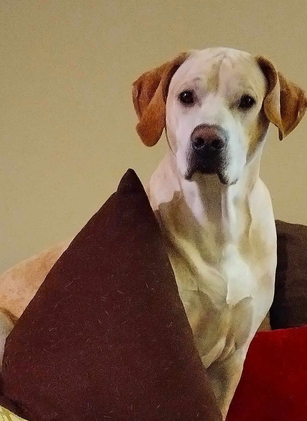 Sir Neo Newman is registered to the contest to win money with this photo: animal, brown_pillow, canine, companion, couch, dog, domestic, ears, eyes, face, fur, furniture, home, indoor, looking, nose, pet, portrait, relaxed, sitting