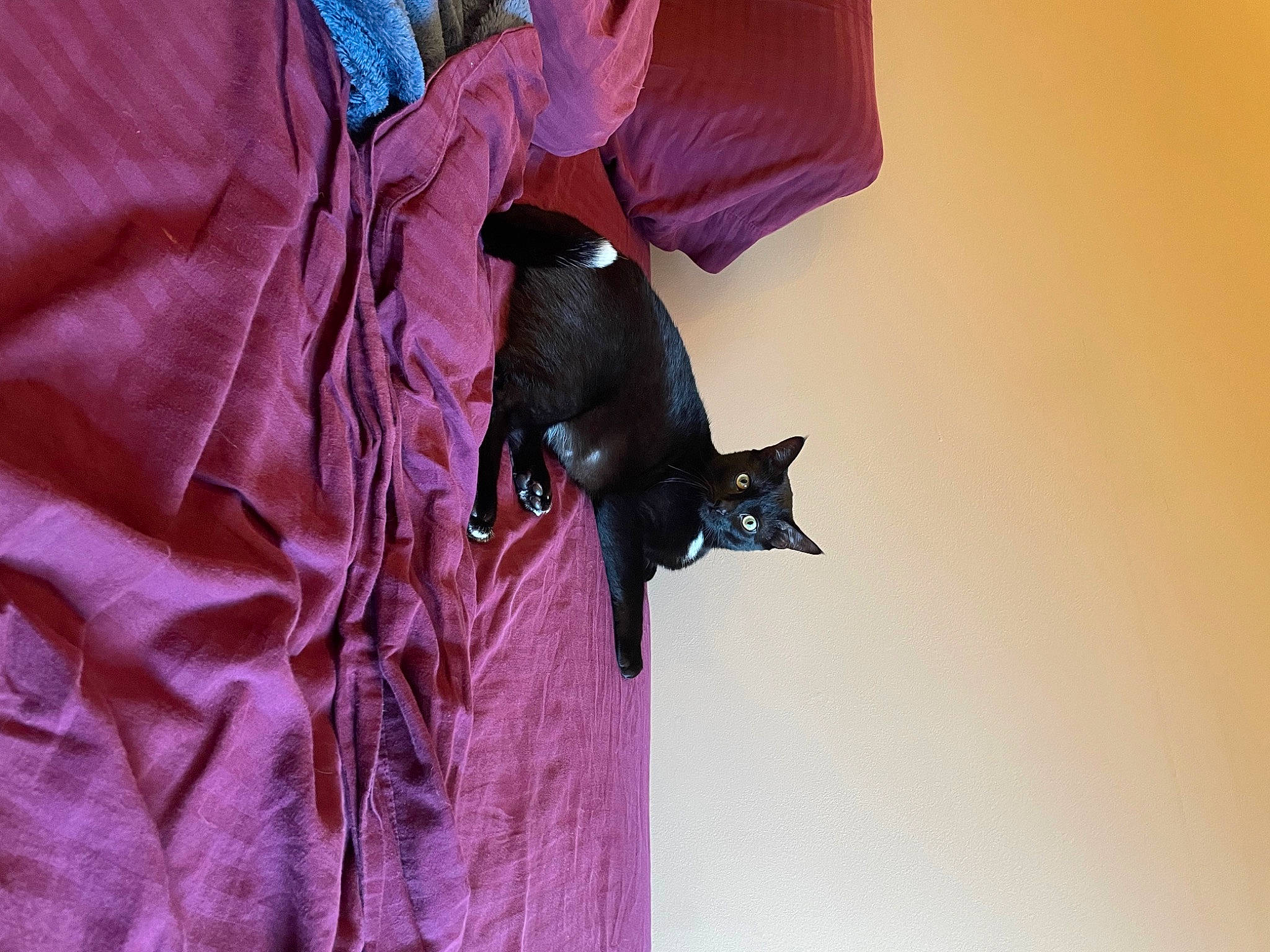 Alpha joined the competition — help win amazing prizes! bat, carnivore, cat, collar, dress, electric_blue, felidae, formal_wear, fur, jacket, leather_jacket, magenta, outerwear, pink, purple, sleeve, small_to_medium_sized_cats, t_shirt, vertebrate, violet