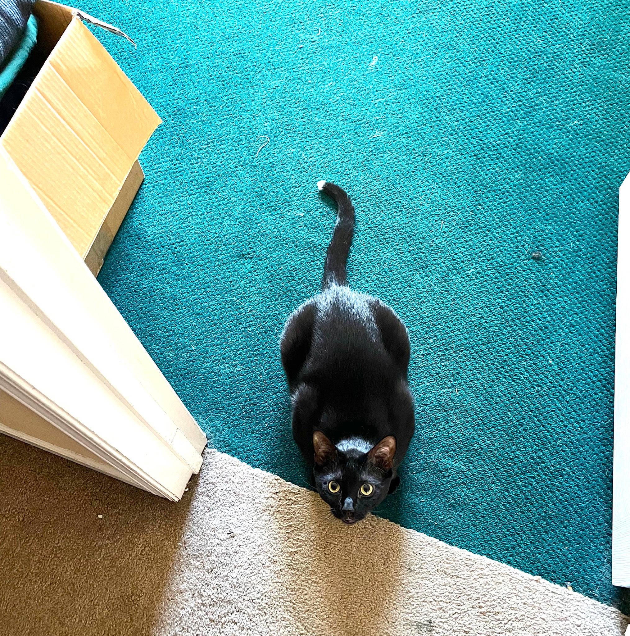 Alpha is registered to the contest to win money with this photo: aqua, azure, carnivore, cat, comfort, companion_dog, dog_breed, felidae, floor, flooring, grey, line, rectangle, small_to_medium_sized_cats, snapshot, tail, tints_and_shades, wall, whiskers, wood