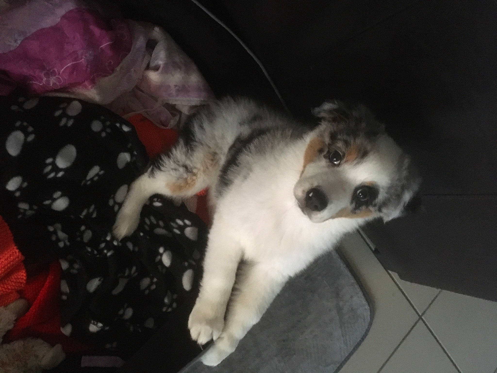 Luna participe au concours pour gagner de l'argent avec cette photo : canidae, carnivore, companion_dog, dog, dog_breed, fur, paw, snout, sporting_group, terrestrial_animal, vertebrate, whiskers, working_animal