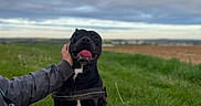 Ares a rejoint le concours — aidez-le/la à gagner de superbes lots ! black_dog, canine, cloudy, dog, field, grass, hand, happy, jacket, leash, nature, outdoor, pants, person, petting, sitting, sky, smiling, tongue_out, white_patch