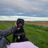 Ares a rejoint le concours — aidez-le/la à gagner de superbes lots ! dog, black_dog, grass, field, outdoor, person, hand, petting, happy, smiling, tongue_out, jacket, pants, sky, cloudy, nature, leash, sitting, white_patch, canine