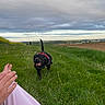 dog, black_dog, running, grass, field, person, hand, pants, overcast_sky, clouds, horizon, distant_figure, outdoor, nature, happy, canine, playful, leisure, walking, landscape