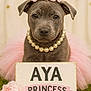 adorable, animal, closeup, costume, crown, cute, decor, dog, face, flower, grass, indoor, pearl_necklace, pet, pink, portrait, puppy, sign, tutu, young