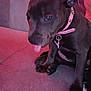 Aya participe au concours pour gagner de l'argent avec cette photo : puppy, dog, black_dog, collar, pink_collar, tongue_out, indoor, couch, furniture, pet, cute, young_dog, sitting, close_up, animal, domestic_animal, companion, texture, soft_lighting, cozy