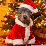 Aya participe au concours pour gagner de l'argent avec cette photo : puppy, dog, christmas_tree, holiday, festive, santa_hat, santa_claus_costume, indoor, decorations, ornaments, lights, carpet, cute, pet, animal, christmas, winter, fur, portrait, celebration