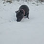 Aya a rejoint le concours — aidez-le/la à gagner de superbes lots ! animal, bare_trees, black_dog, canine, cold, collar, curious, dog, field, frost, grass, landscape, nature, outdoor, pet, puppy, sniffing, snow, winter, young_dog