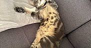 Balou a rejoint le concours — aidez-le/la à gagner de superbes lots ! belly_up, blanket, cat, couch, cushion, cute, fur, home, indoor, kitten, lying_down, paws, relaxed, sleeping, sofa, stars, striped_fur, tabby, tail, whiskers