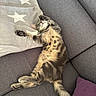 belly_up, blanket, cat, couch, cushion, cute, fur, home, indoor, kitten, lying_down, paws, relaxed, sleeping, sofa, stars, striped_fur, tabby, tail, whiskers