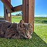 Balou participe au concours pour gagner de l'argent avec cette photo : animal, artificial_grass, blue_sky, cat, collar, ears, feline, fur, golden_eyes, grass, gray_cat, green_field, lying_down, outdoor, pet, portrait, rustic, sunlight, whiskers, wooden_structure