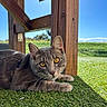 Balou participe au concours pour gagner de l'argent avec cette photo : animal, blue_sky, cat, close_up, countryside, ears, feline, fur, golden_eyes, grass, gray_cat, green_field, lying_down, outdoor, pet, portrait, relaxed, rustic, whiskers, wooden_shelter