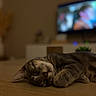 animal, blurred_background, cat, cozy, floor, fur, home, houseplant, indoors, living_room, low_light, lying_down, paws, pet, relaxed, sleeping, tabby, television, whiskers, wooden_floor