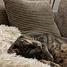 animal, blanket, cat, closed_eyes, comfortable, couch, cozy, cushions, fluffy_blanket, fur, home, indoor, nap, pet, portrait, relaxed, sleeping, striped_fur, tabby_cat, whiskers