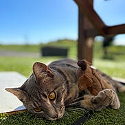 Balou a rejoint le concours — aidez-le/la à gagner de superbes lots ! animal, backyard, blue_sky, brown_outfit, cat, closeup, collar, ears, feline, grass, gray_cat, leash, lying_down, outdoor, pet, playful, portrait, sunlight, whiskers, yellow_eyes