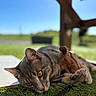 animal, backyard, blue_sky, brown_outfit, cat, closeup, collar, ears, feline, grass, gray_cat, leash, lying_down, outdoor, pet, playful, portrait, sunlight, whiskers, yellow_eyes